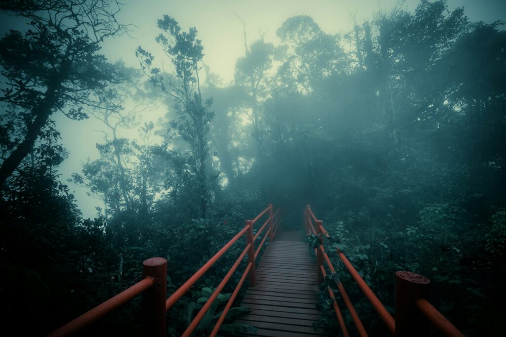 Mysterious landscape of foggy forest with wooden bridge